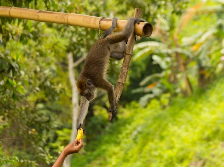 Monkeyの写真素材