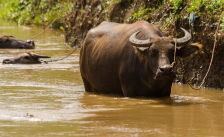 Water Buffalo