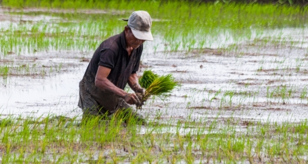 Bukidnon, Philippines- November 4, 2012: A local farmer planting rice on the rice paddy in the Province of Bukidnon, which was considered as the food basket by Filipinos in Mindanao Island.のeditorial素材