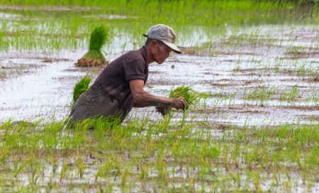 Bukidnon, Philippines- November 4, 2012: A local farmer planting rice on the rice paddy in the Province of Bukidnon, which was considered as the food basket by Filipinos in Mindanao Island.のeditorial素材
