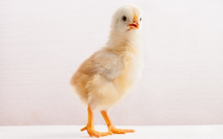 Newly hatched chickの写真素材
