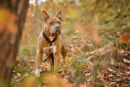 A brown staford standing in the woods looking into the distanceの写真素材