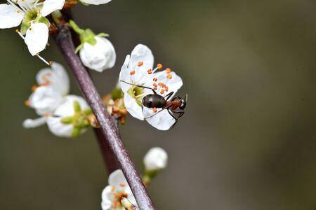Twig with flowers and antの写真素材