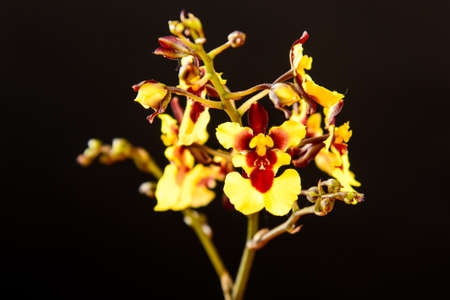 Oncidium orchid flowers on black backgroundの写真素材