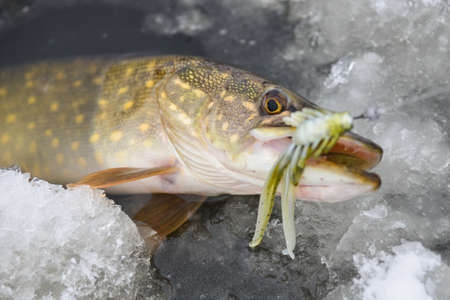 Fish (pike) caught on a soft bait on iceの写真素材