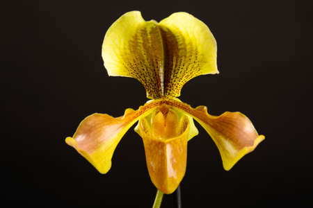 Yellow-orange flower of orchid paphiopedilum on black backgroundの写真素材