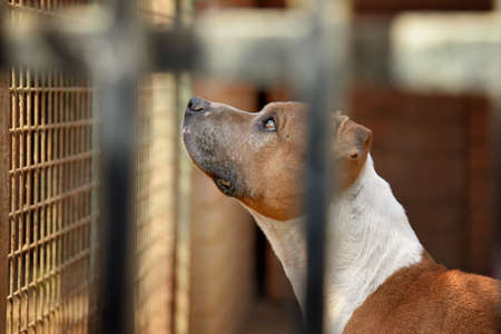 Dog (pitbull) behind bars of a shelterの写真素材