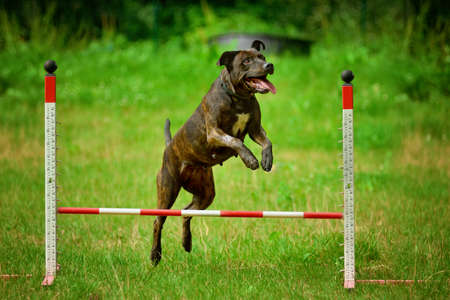 Portrait of jumping American Staffordshire terrier (amstaff) sitting on the ground in nature....