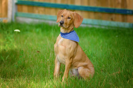 Yellow labrador retriever with blue scarf on meadow