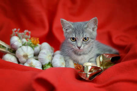 Tabby cat on red background with garlic decorationの写真素材