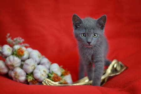 Gray-blue cat on red background with garlic decorationの写真素材