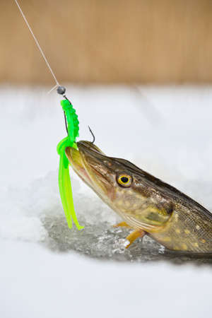 Northern Pike being pulled through the hole while ice fishingの写真素材