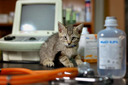 Tabby kitten with a stethoscope in a veterinary office with ultrasound in the backgroundの写真素材