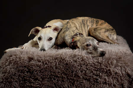 Whippets in the studio. A dog portrait of a two whippet dogs on a black background.の写真素材