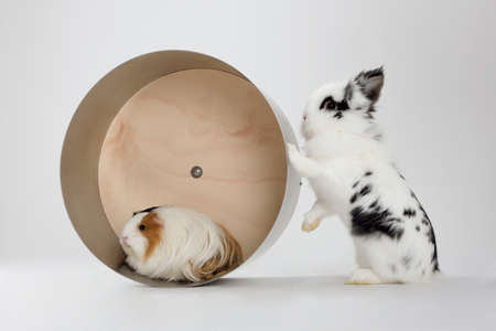 Little dwarf rabbit with guinea pig isolated on whiteの写真素材