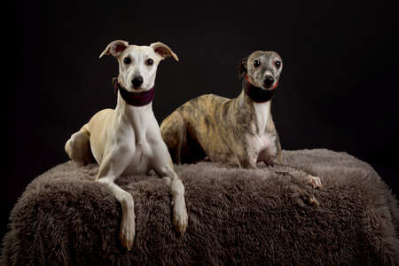 Whippets in the studio. A dog portrait of a two whippet dogs on a black background.の写真素材