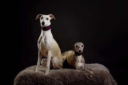 Whippets in the studio. A dog portrait of a two whippet dogs on a black background.の写真素材