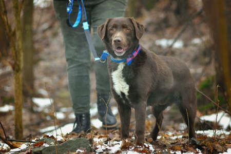 Sweet dog of chocolate color on a background of trees in a beautiful, quiet forest.の写真素材