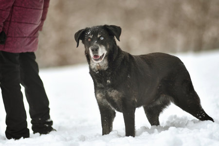Portrait of cute funny black labrador dog in white fresh snow on frosty winter day.