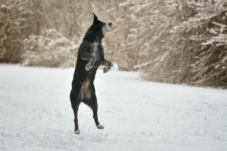 Playing and jumping black labrador dog in winter on snowの写真素材