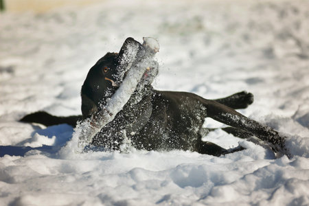 Portrait of cute funny black labrador dog playing happily with stick outdoors in white fresh snow on frosty winter day.の写真素材