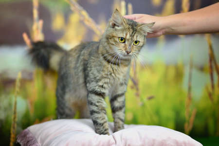 Man woman petting stroking tabby cat by hand. Relationship of owner and domestic feline animal pet. Adorable furry kitten friend enjoying caress. Friendship of human and cat.の写真素材