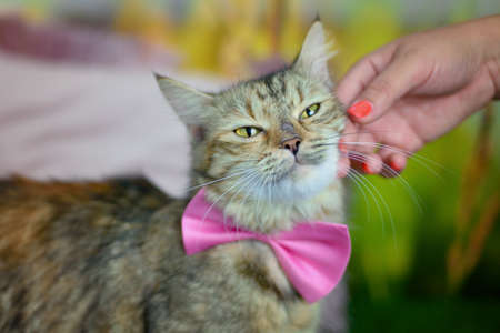 Man woman petting stroking tabby cat with a pink bow tie by hand. Relationship of owner and domestic feline animal pet. Adorable furry kitten friend enjoying caress. Friendship of human and cat.の写真素材