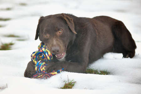 Portrait of cute funny chocolate labrador dog playing happily with toy outdoors in white fresh snow on frosty winter day.の写真素材
