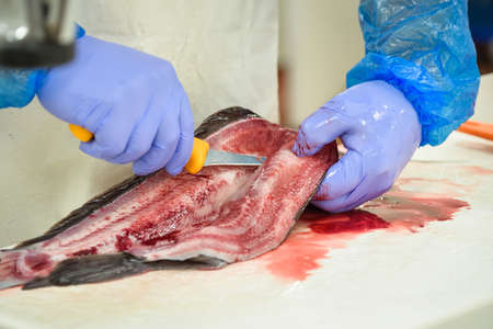 Cut fish fillet in a fish shop, chef cutting red fish in the kitchenの写真素材