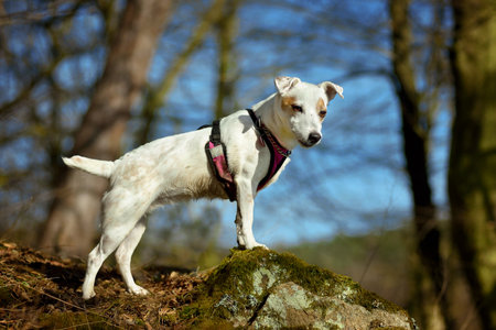 Portrait of a white dog standing on a stone in the autumn forest