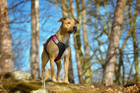 American Pit Bull Terrier dog outdoor portrait standing in nature forestの写真素材