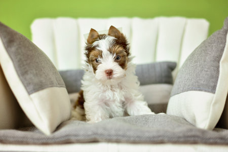 A Yorkshire Terrier dog sitting on a beige chairの写真素材
