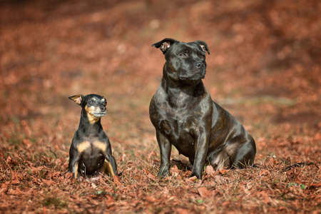 Two Staffordshire Bull Terrier dogs and a Prague rat sitting in autumn fallen leavesの写真素材
