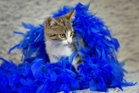 White-tabby cat sitting on a white furry background wrapped in a blue feather boaの写真素材