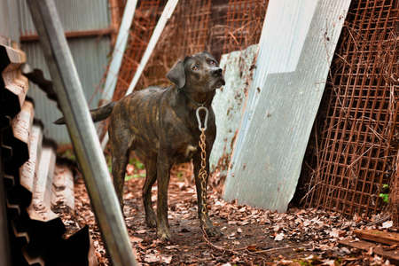 A brindle dog with a chain around his neck standing in the grounds of an industrial landfill with...