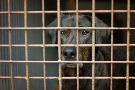 Big black dog labrador locked in the cage in shelterの写真素材