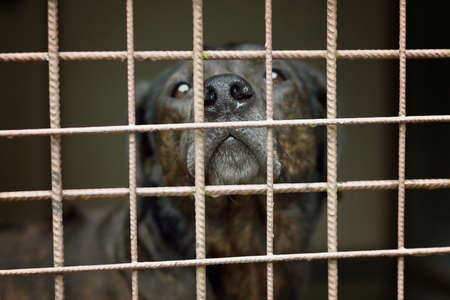 Big black dog labrador locked in the cage in shelter