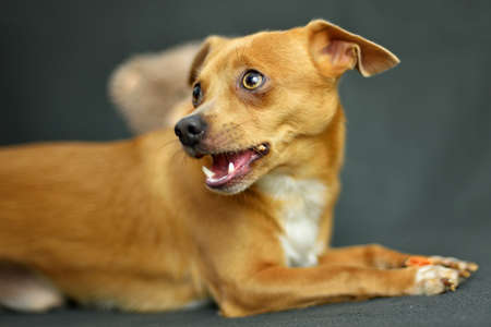 Little dog chihuahua lyingon gray background.の写真素材