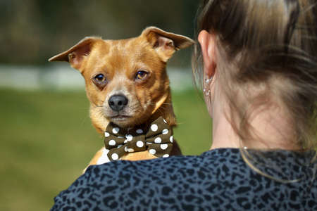 Girl and dog. Girl holding chihuahua. Girl with her pet in her arms.の写真素材
