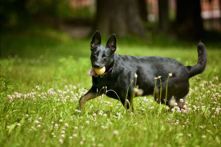 Black shepherd dog standing in a meadow under the treesの写真素材