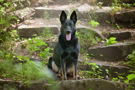 Black shepherd sitting on the steps in the woodsの写真素材