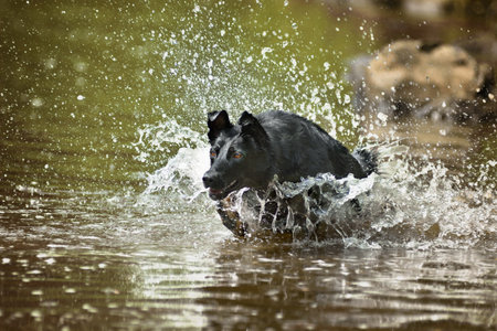 Dog is having fun. Shepherd is running through the water.の写真素材