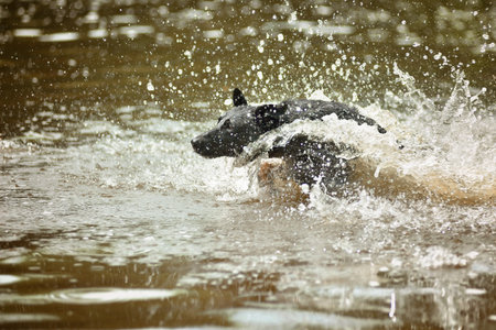 Dog is having fun. Shepherd is running through the water.の写真素材