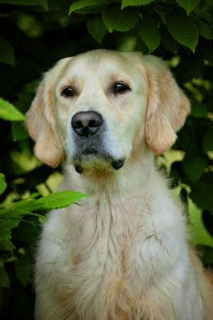 Adorable sad golden retriever dog near wild leaves in park or forest. Indian summer time.の写真素材