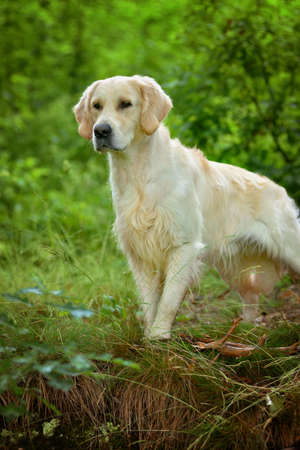 Adorable calm adult Golden Retriever dog standing on grass on field on sunny spring dayの写真素材
