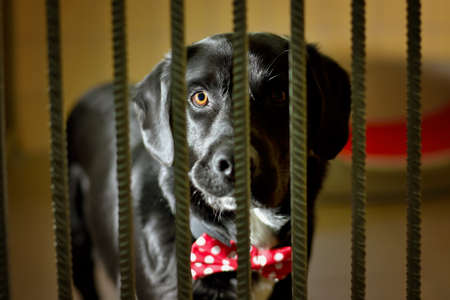 Black labrador with red bow tie locked in the cage