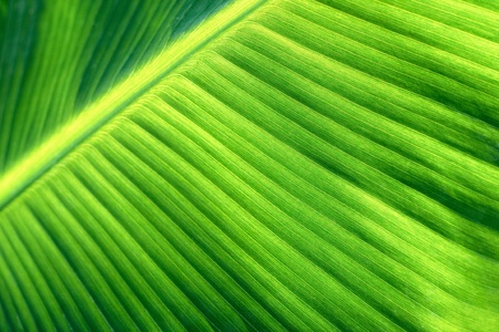 Texture of a green leaf as backgroundの写真素材