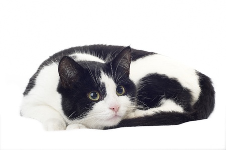 Cute black and white kitten isolated on whiteの写真素材
