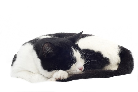 Cute black and white kitten isolated on whiteの写真素材