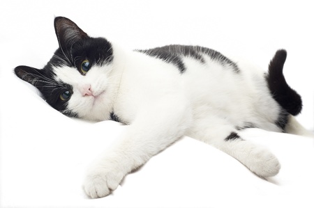 Cute black and white kitten isolated on whiteの写真素材